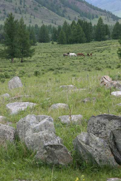 Low rocks in foreground, green grass and horses grazing in background