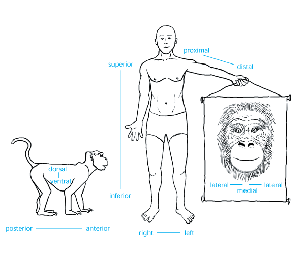 A diagram showing labels for anatomical directions on a quadrupedal monkey, human, and face