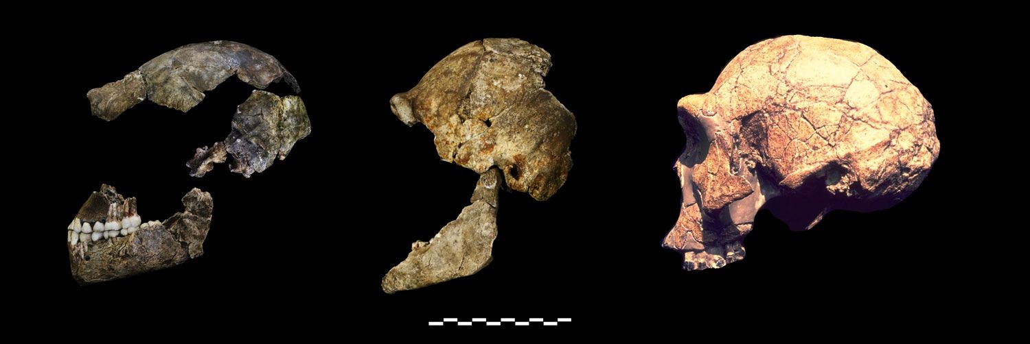 DH1 and DH3 of Homo naledi compared to KNM-ER 3733 of Homo erectus