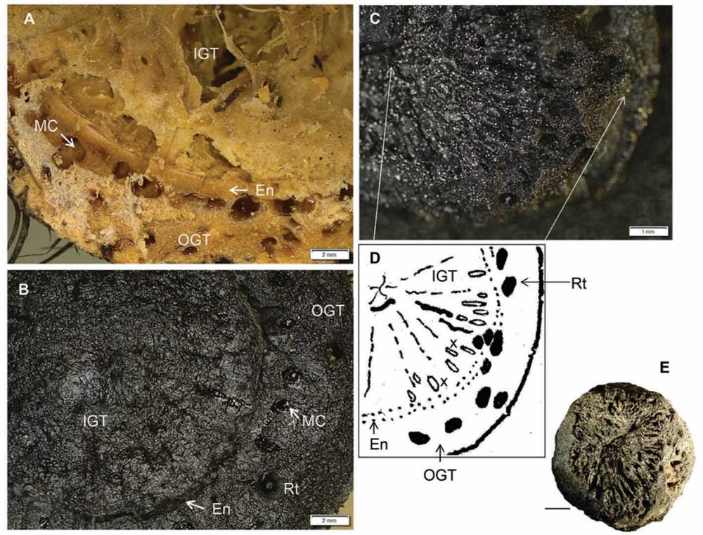 Charred evidence of rhizomes from Border Cave, from Wadley et al. 2020