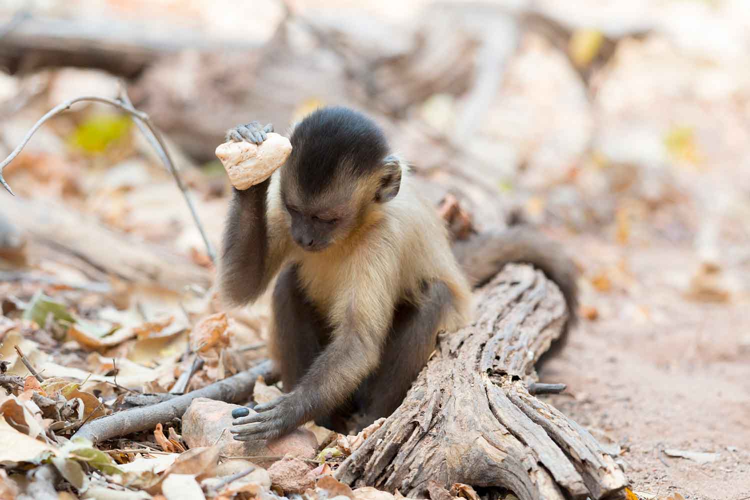 New World monkey - Wikipedia