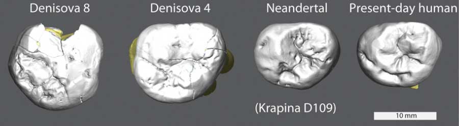 Denisova 8 and Denisova 4 compared to Neandertal and human