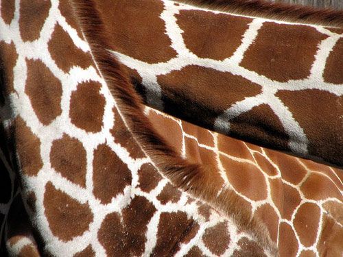 Reticulated giraffe necks