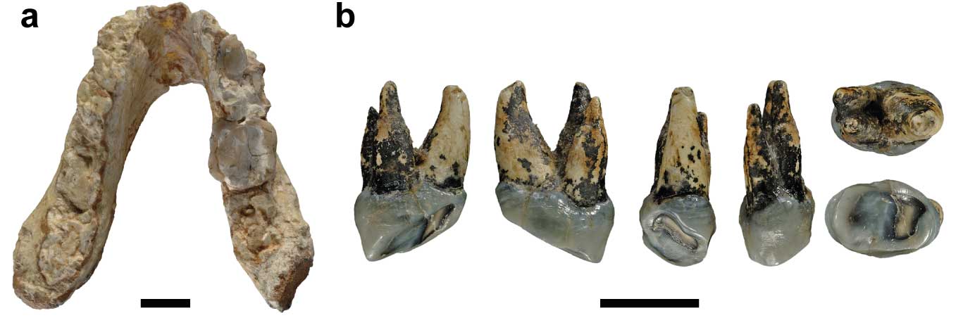 Graecopithecus mandible from Fuss et al. 2017