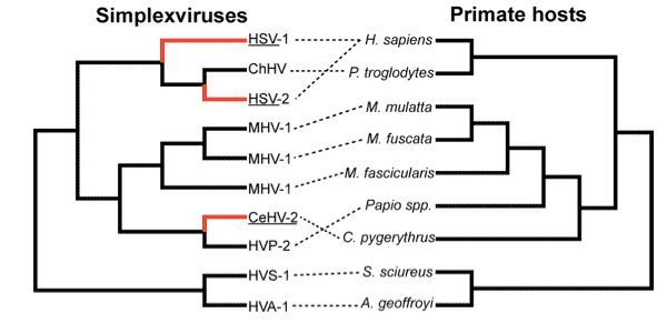 Herpes simplex virus phylogeny compared to primate phylogeny