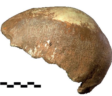 Manot 1 skull from the left side