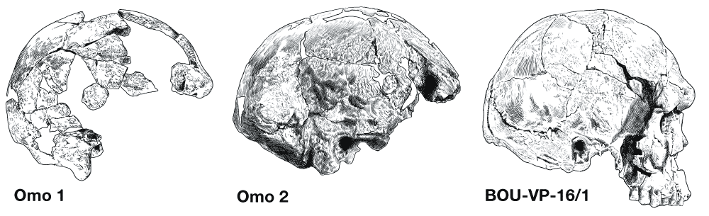 Three skulls in right lateral view: Omo 1, Omo 2, and BOU-VP-16/1