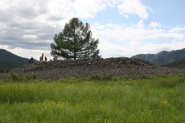 Pile of rocks with evergreen tree growing from center