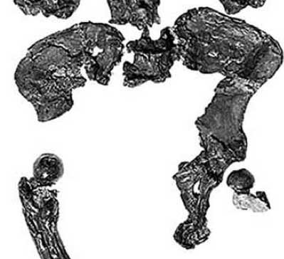 A grayscale image of the Oreopithecus pelvis