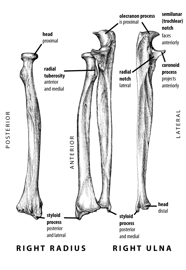 human radius and ulna