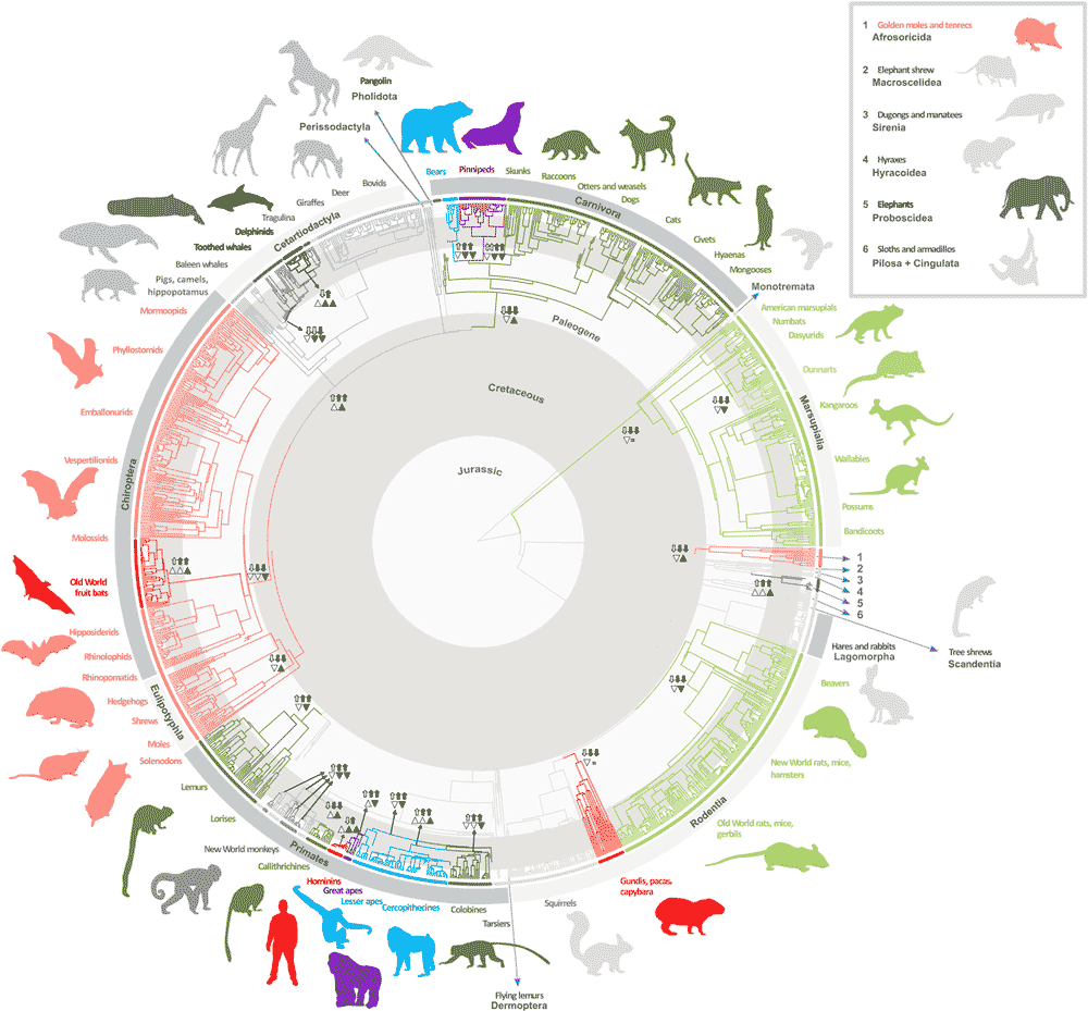 Tree of mammals from Smaers et al. 2021 showing brain size transitions on various branches