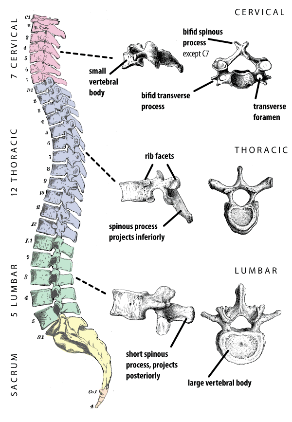 The Different Types Of Vertebrae In The Human Spine 8722