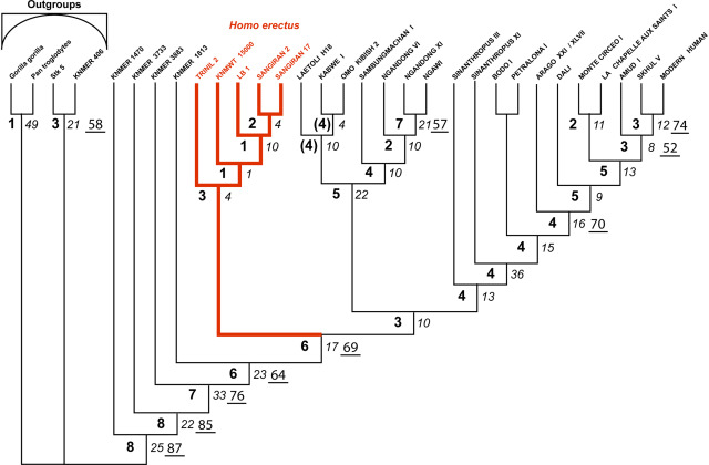 Phylogenetic analysis for Homo floresiensis by Zeitoun and colleagues 2016