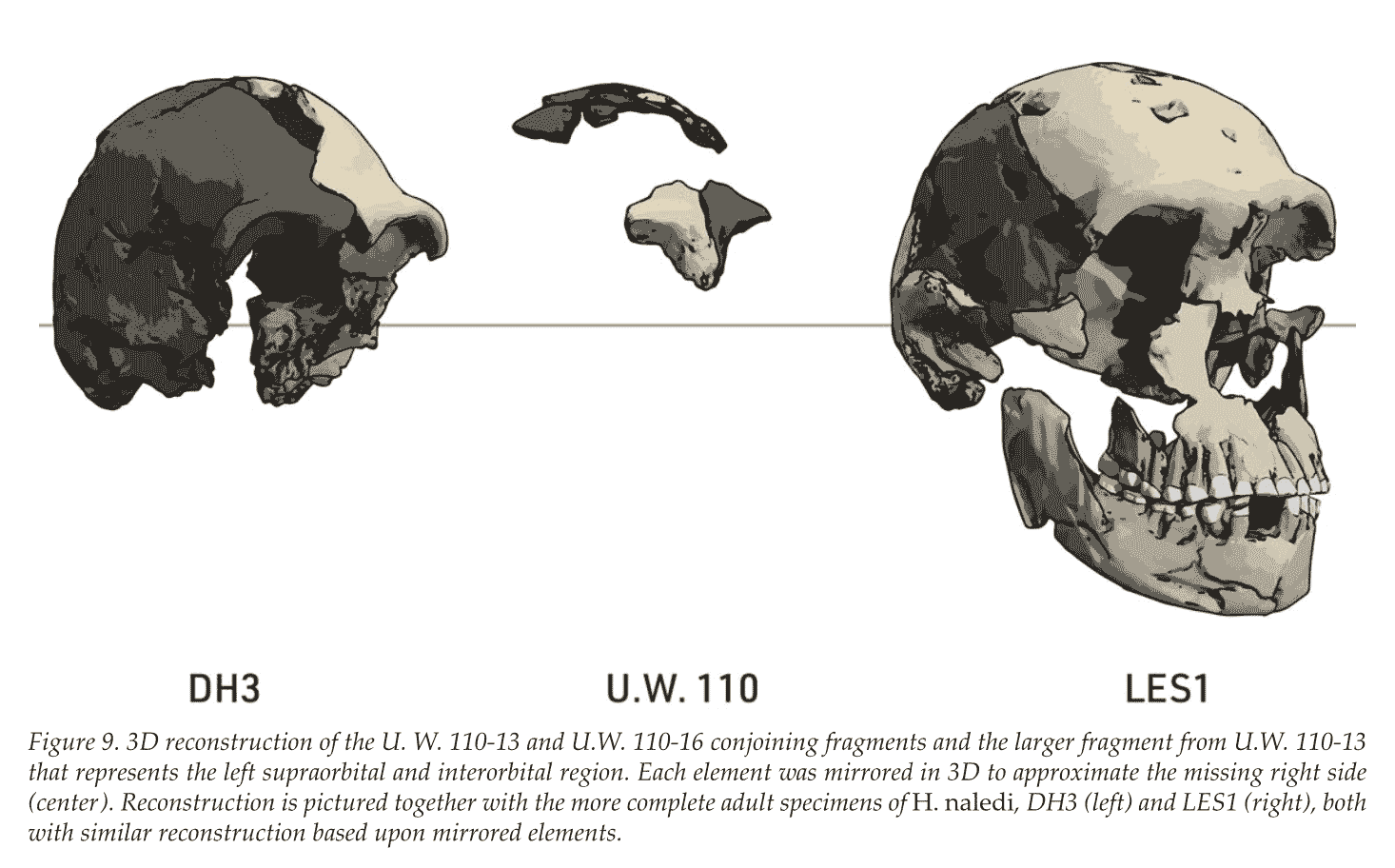 Skulls of Homo naledi incuding the fragmentary frontal bone of Leti in the center.