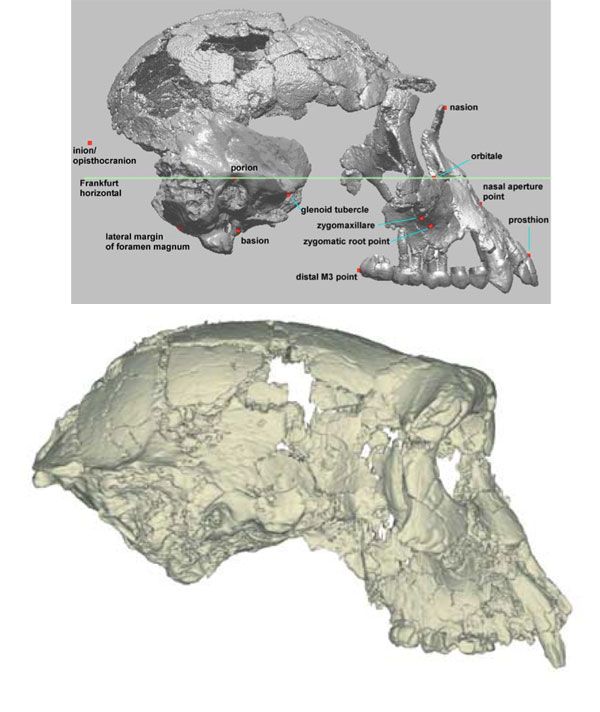 Sahelanthropus (bottom) compared to Ardipithecus (top), lateral view