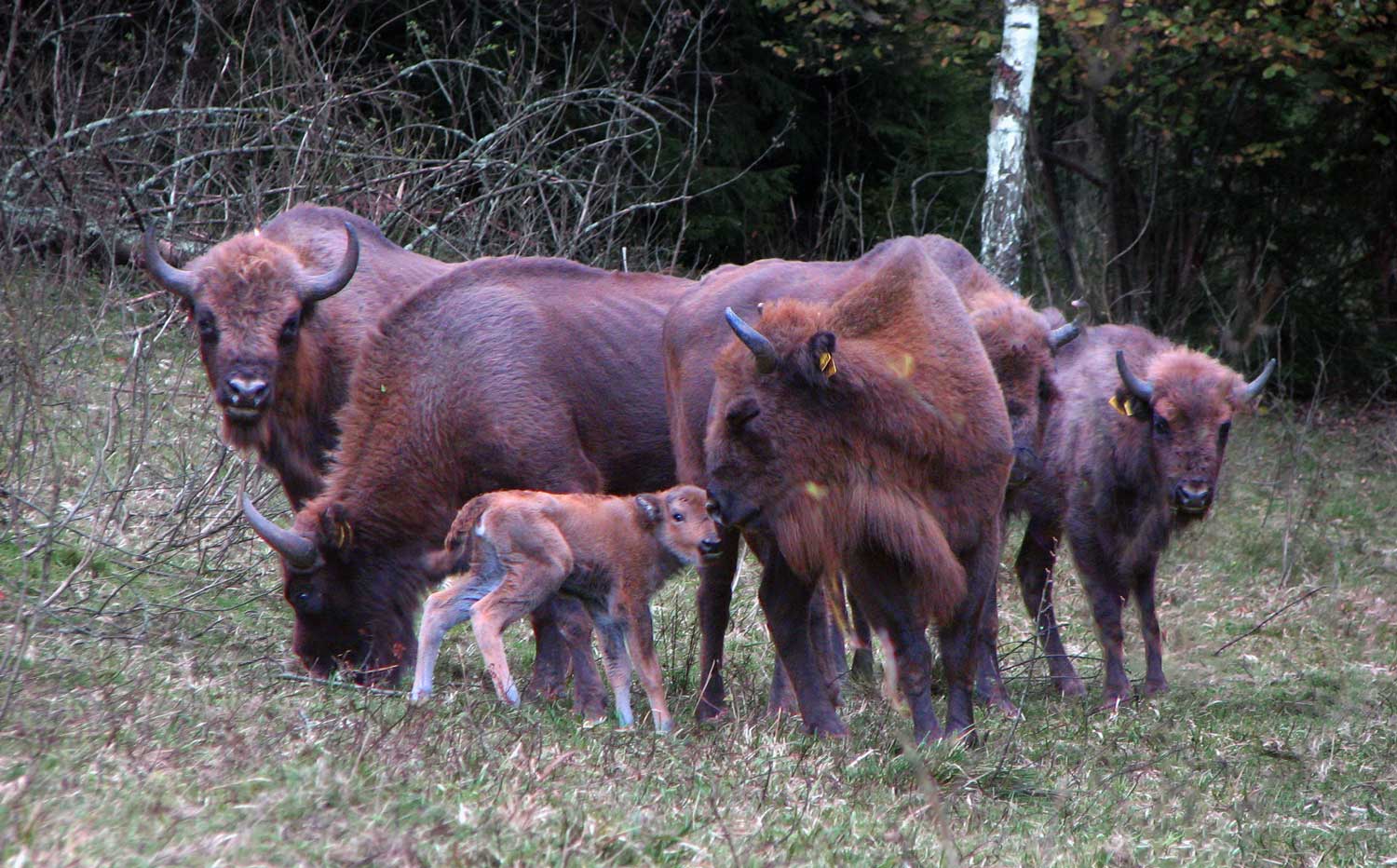 Six bison including one calf standing in front of a wooded background