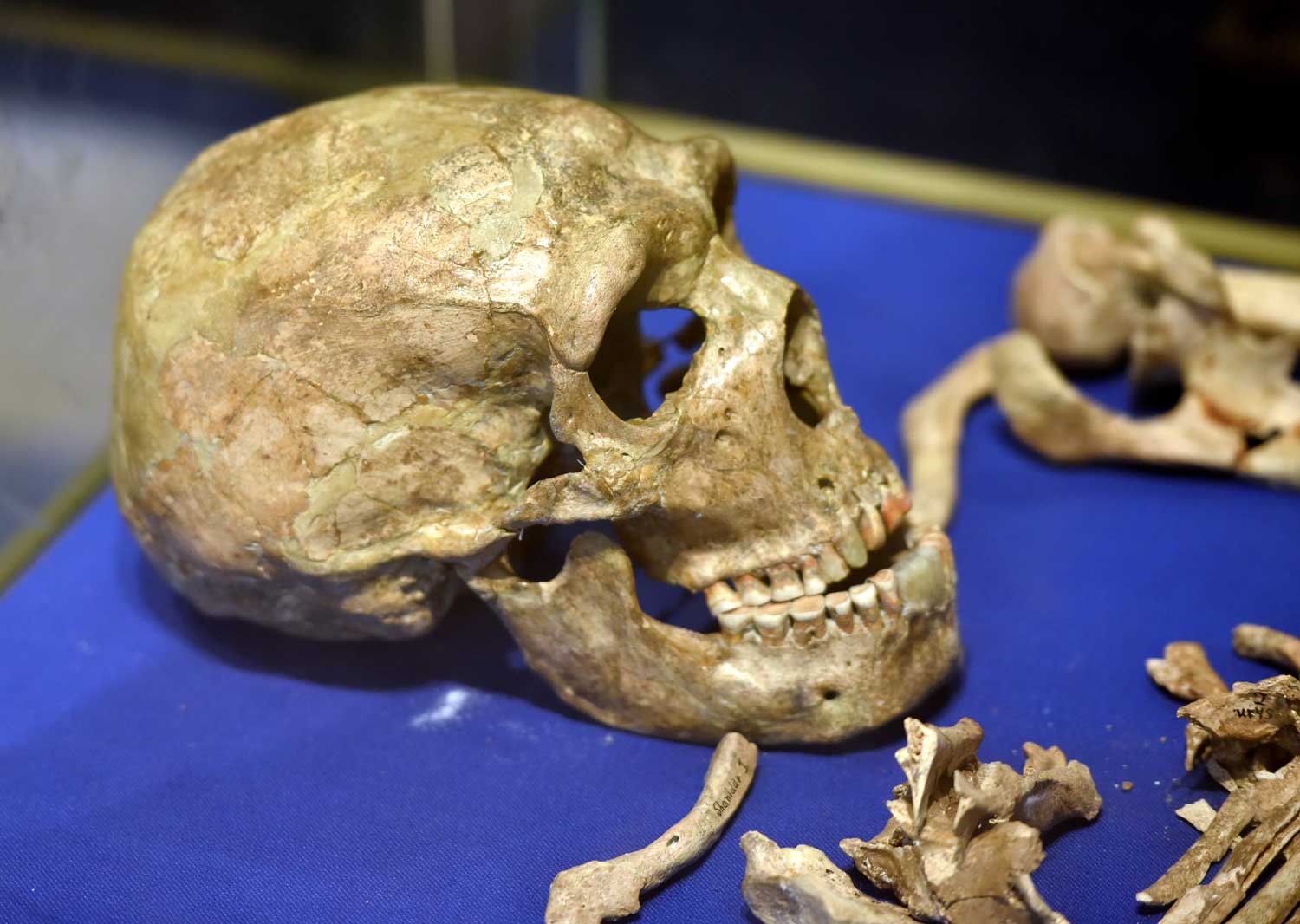 A Skull Bone Discovered in Greece May Alter the Story of Human Prehistory -  The New York Times