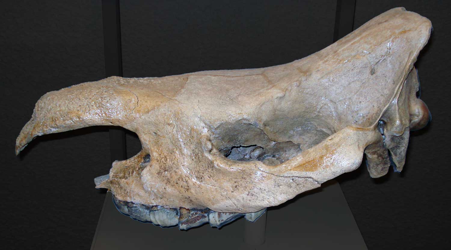 A cranium of a Merck's rhinoceros with darkened background