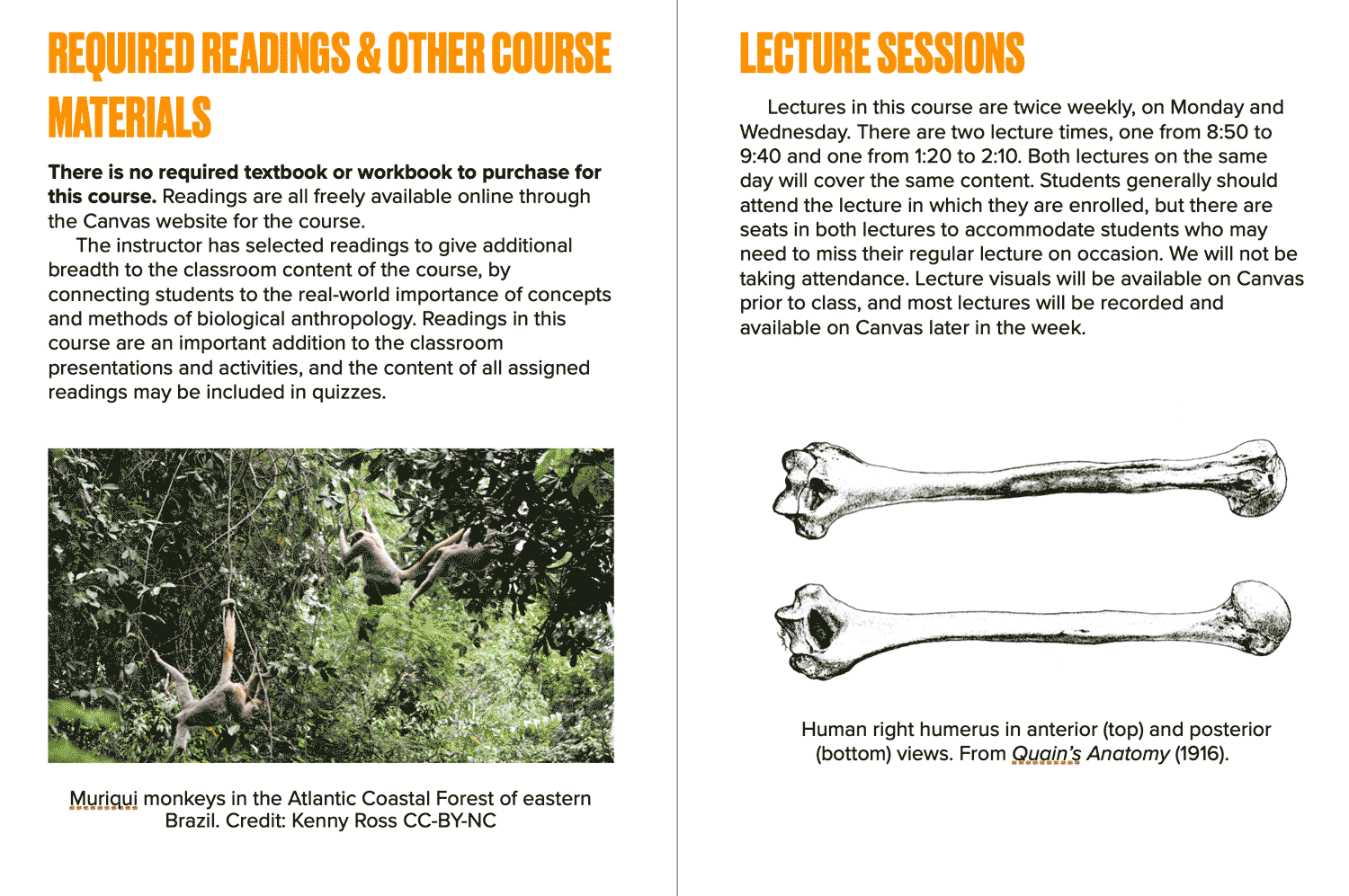 Syllabus pages with text and images of monkeys and bones