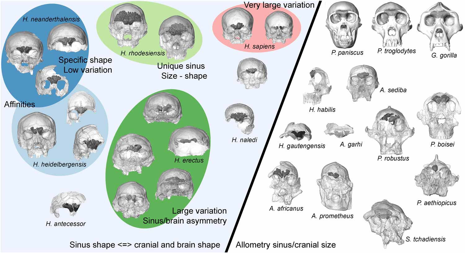 Skulls of hominins grouped by species with frontal sinuses shown. The main division separates most Homo skulls from Australopithecus and Paranthropus, which are grouped with living great apes.