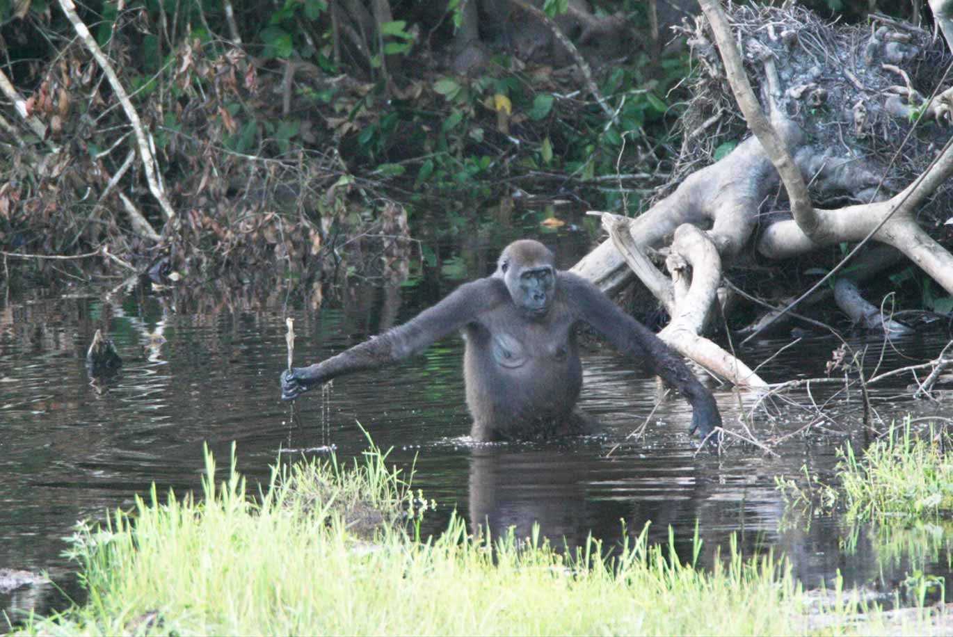 A female gorilla shown from the waist up standing in a pool of water with trees in background.