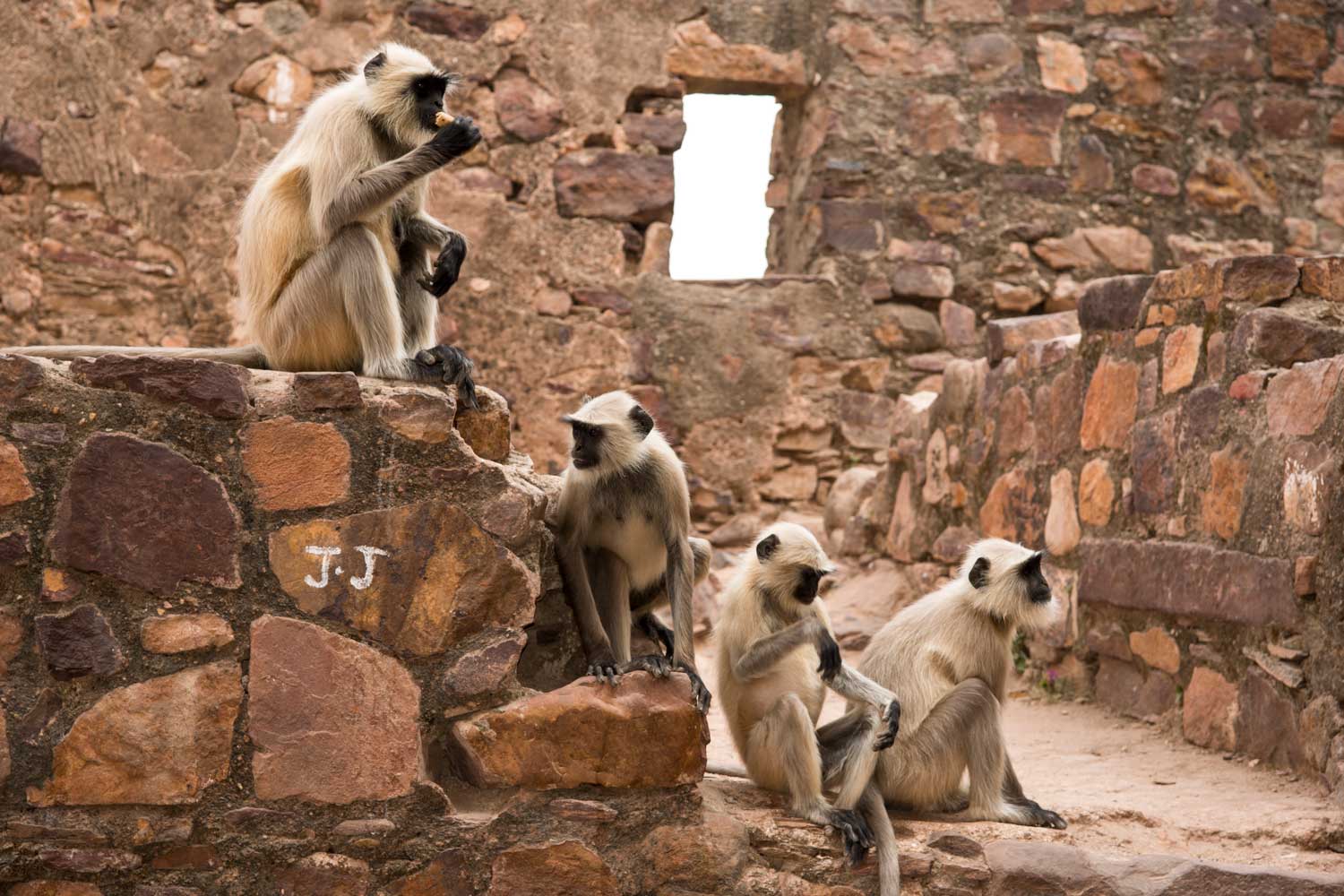 A group of four langurs sitting on stone stairs with a stone wall and window in the background.