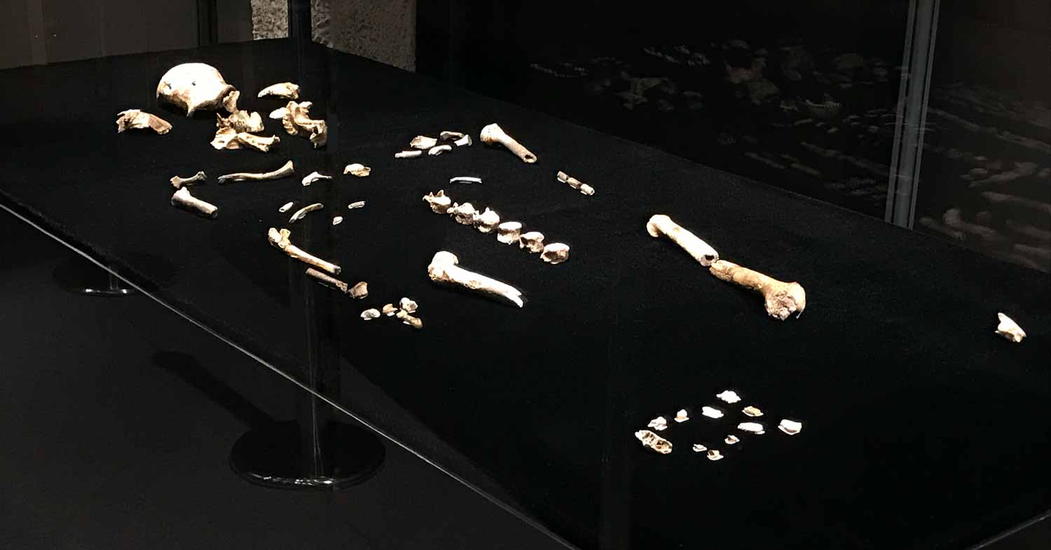 A partial skeleton of Homo naledi on a black table behind a glass panel