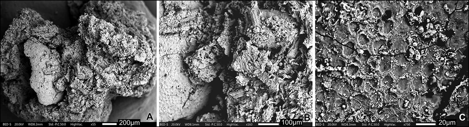 Three panels showing micrographs of a charred lump of food. A portion of a mustard seed is visible.