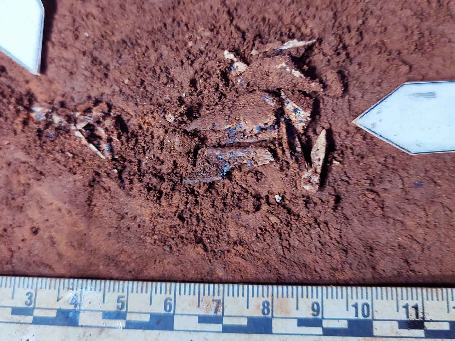 A pile of bone fragments with a charred appearance, on a brown sediment background. A scale bar is at bottom of shot. 