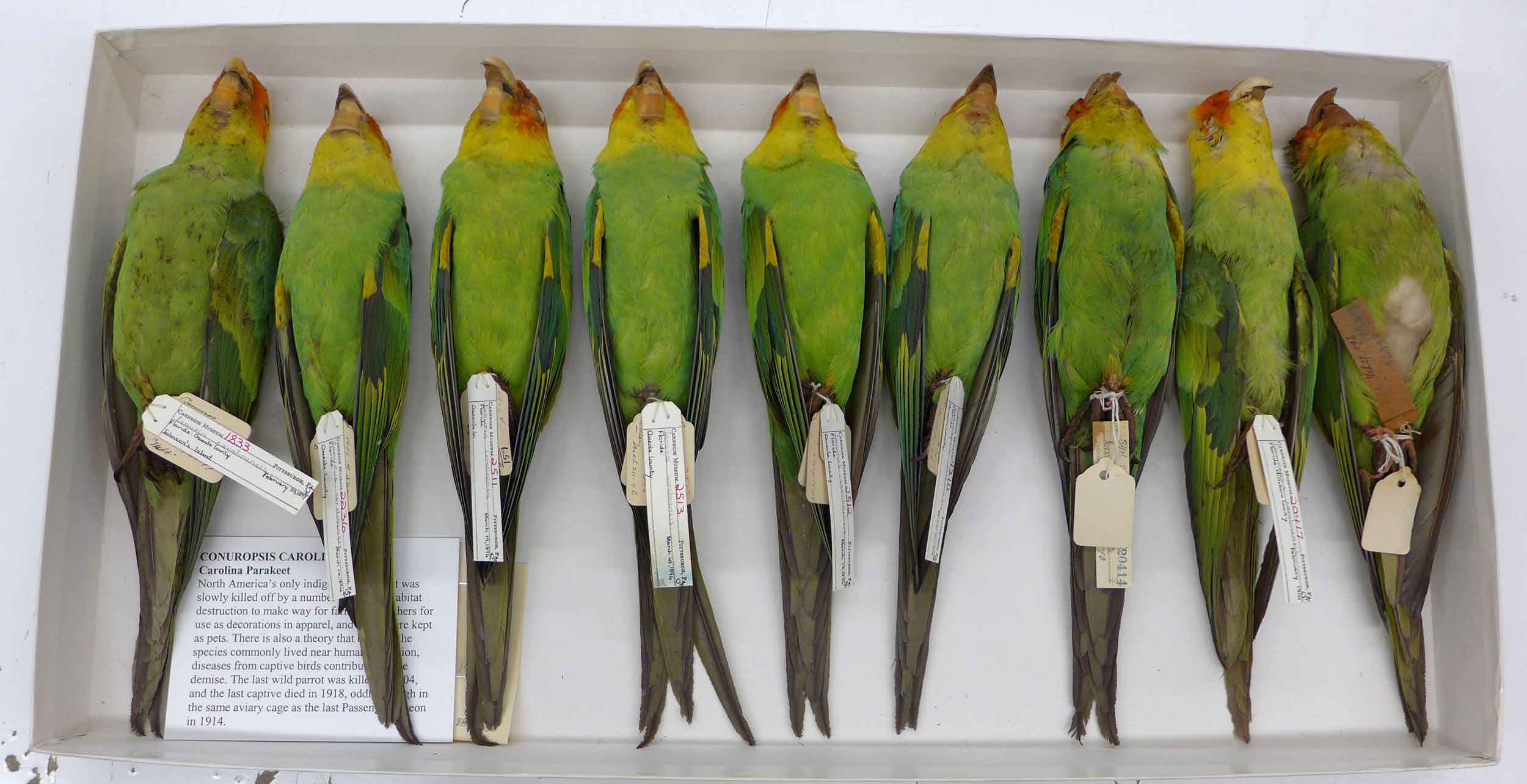 A museum box containing nine parakeet carcasses, each tagged