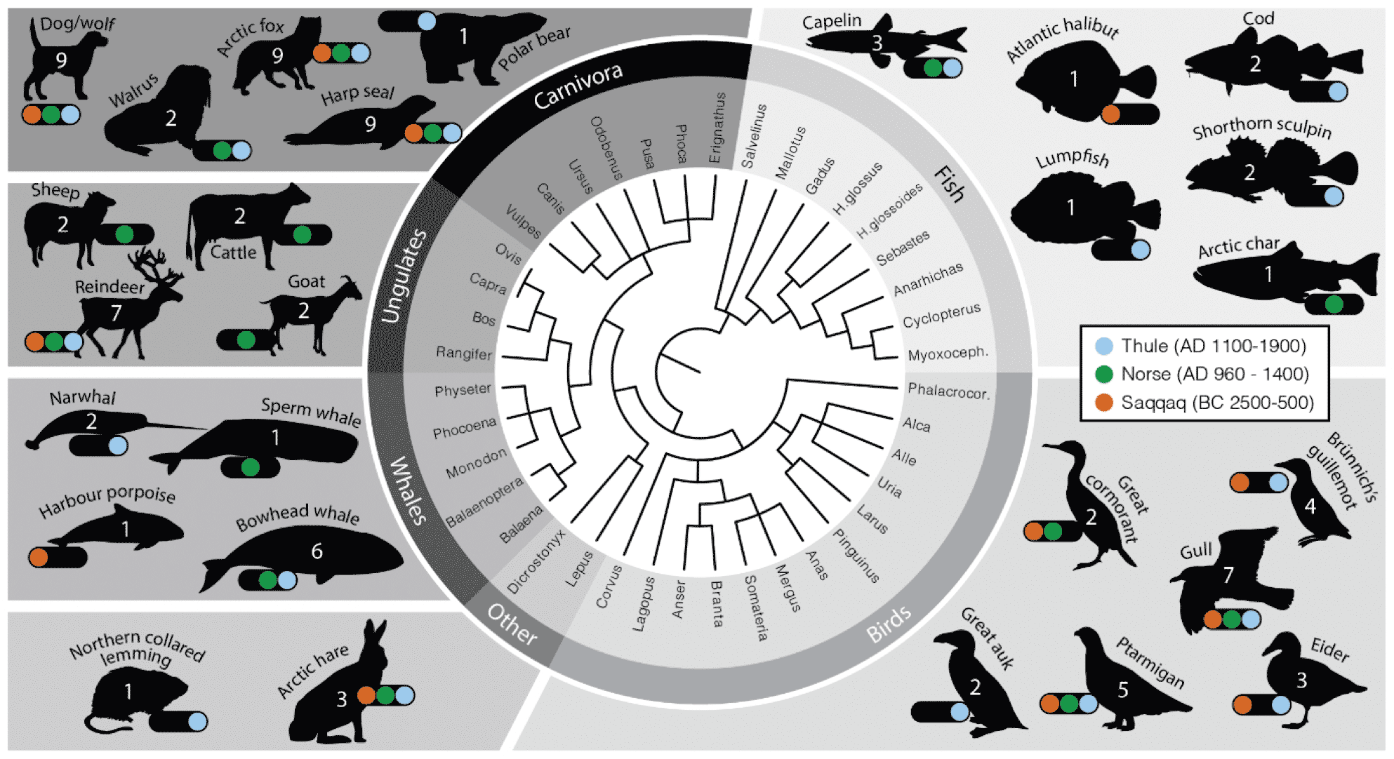 A phylogenetic tree in the center of frame showing carnivore, fish, bird, whale, ungulate, and other species, with silhouettes of the species surrounding at all sides, and representation in three archaeological periods.