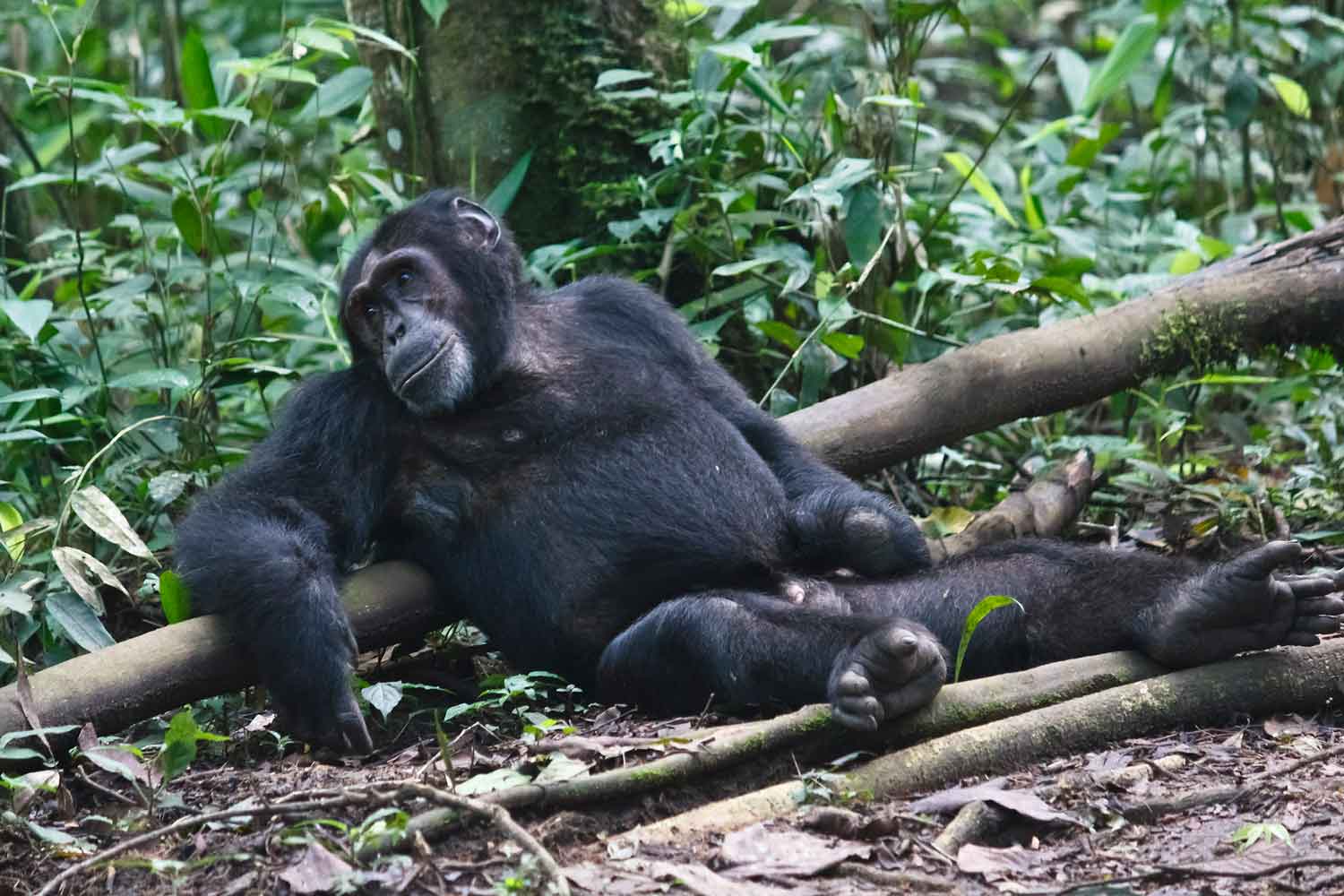 A male chimpanzee sitting in a reclined position upon a log with both hands and feet visible. The left hand has no fingers or thumb. 