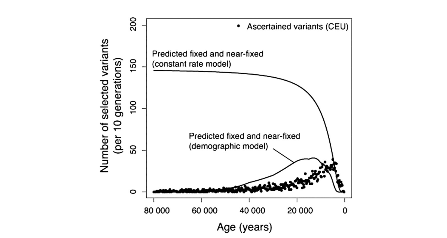 The proportion of fixed and near-fixed variants under two models: one with a constant rate of new selected variants, the other with a rate that is proportional to population size. 