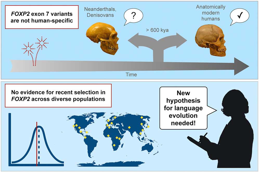 A comic that ends by saying "New hypothesis for language evolution needed!"