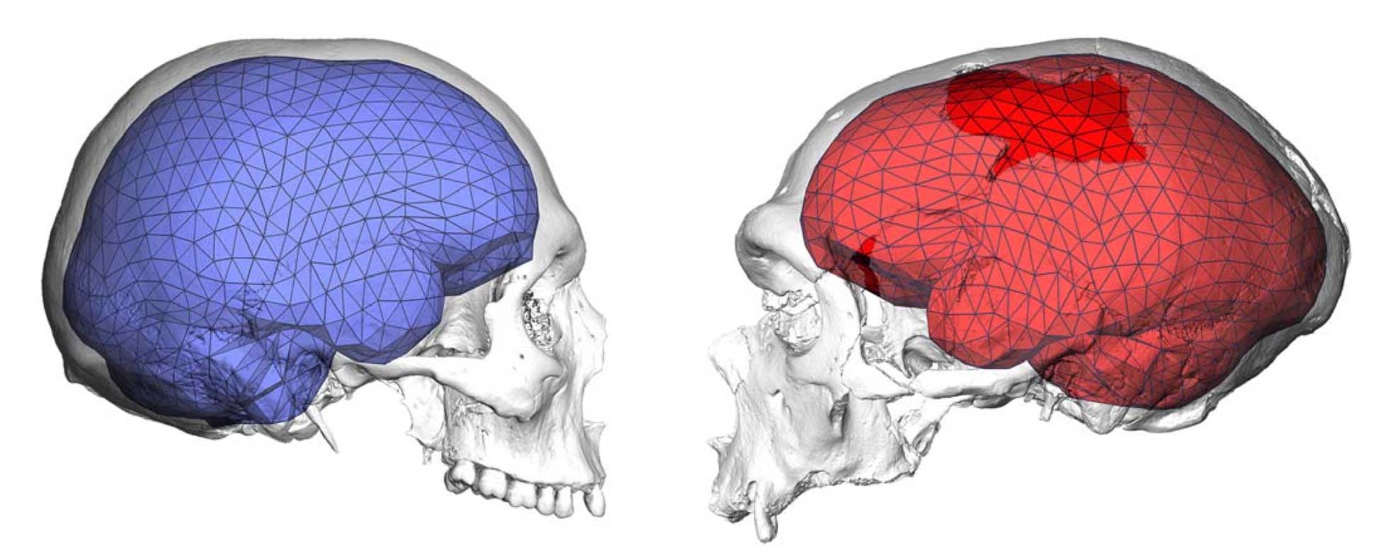 Semi-transparent images of a recent human skull and Neandertal skull with the endocranial shape indicated in blue and red.