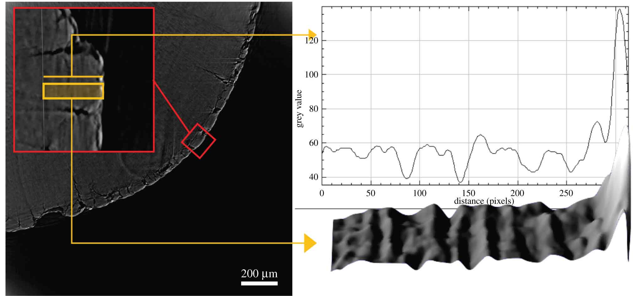 A micrograph showing the tooth root section with cementum in expanded pane, on the right a readout of relative density with peaks and troughs.