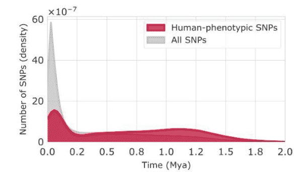 A figure showing a histogram with the number of SNPs in each age category. All SNPs has a recent peak three times higher than the human phenotypic SNPs