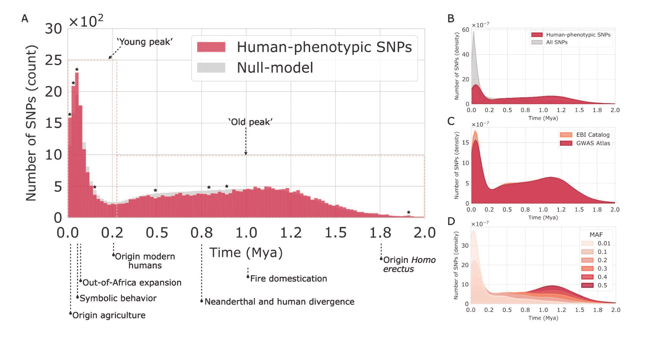 A chart showing a histogram of allele ages for human single nucleotide polymorphisms. There is one very high mode with a peak around 55,000 years ago, and an older, shallower mode with a peak around 1.1 million years.