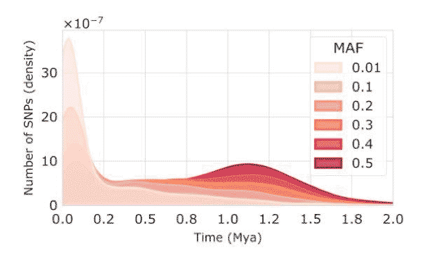 A stacked histogram showing the number of SNPs in various age categories, grouped by minor allele frequency. 