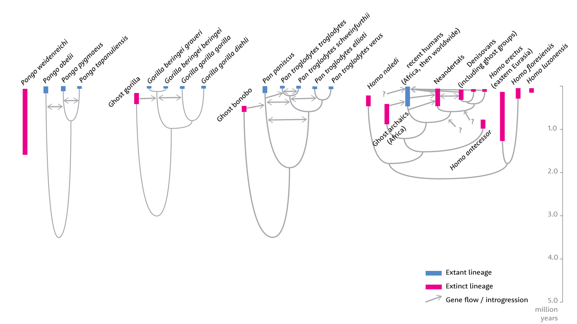 Comparison of phylogenetic diagrams of orangutans, gorillas, chimpanzees and bonobos, and hominins.