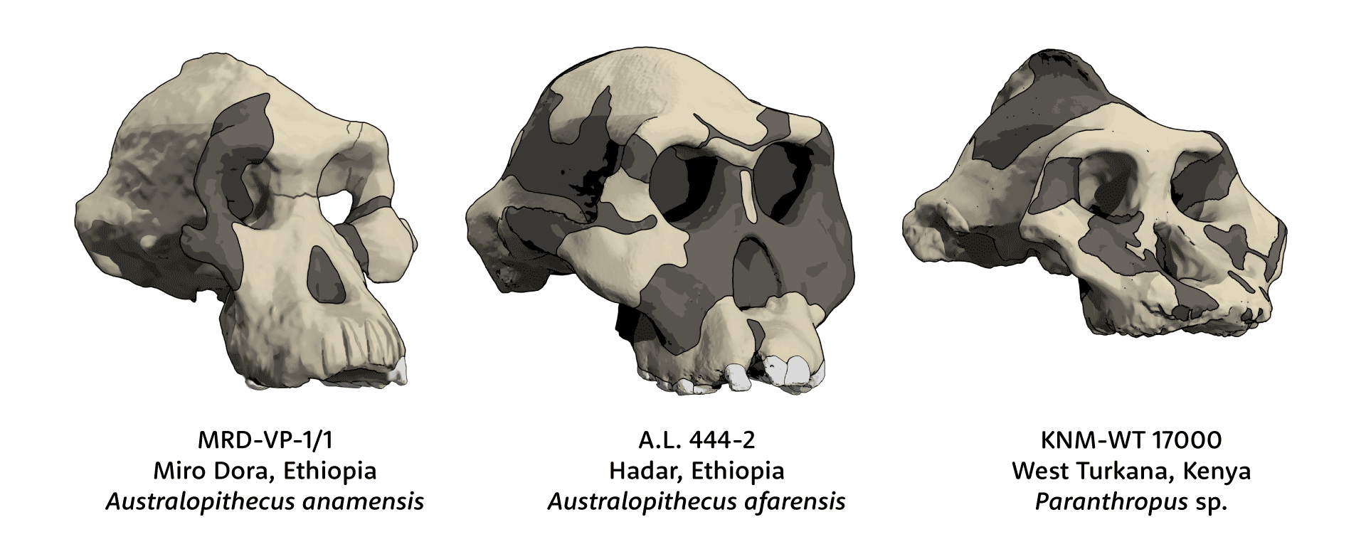 Skulls of MRD-VP-1/1 Australopithecus anamensis, A.L. 444-2 Australopithecus afarensis and KNM-WT 17000 Paranthropus
