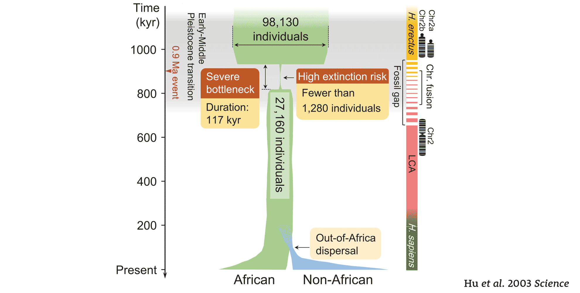 Population model showing ancient population sizes and bottleneck