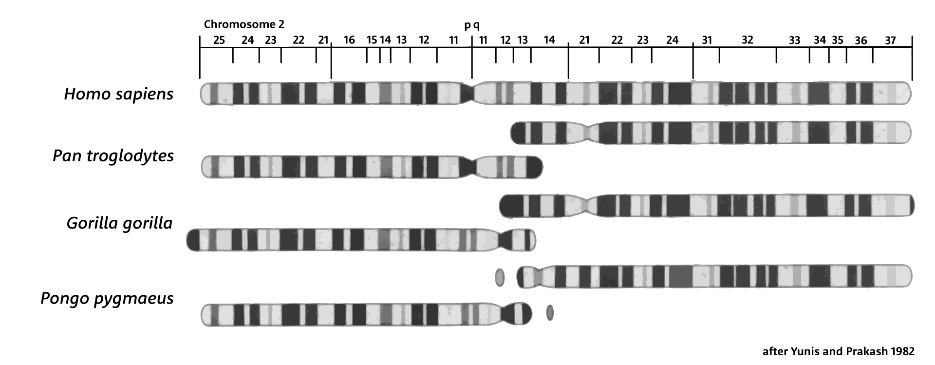 Ideogram of human chromosome 2, above the ideograms of chimpanzee, gorilla, and orangutan chromosomes that are homologous with the p and q arms of human chromosome 2. 