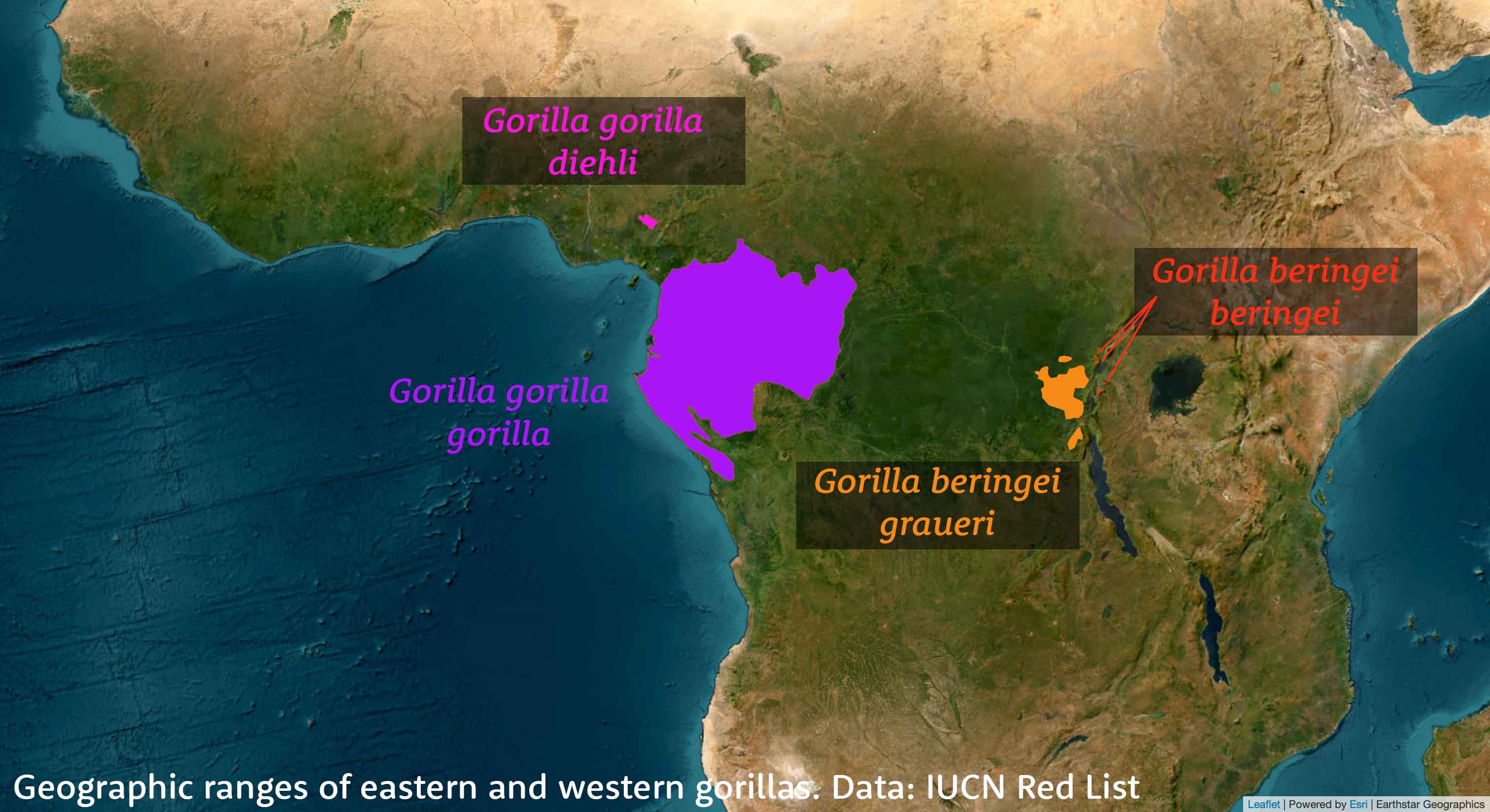 Map of Africa showing distribution of gorilla populations
