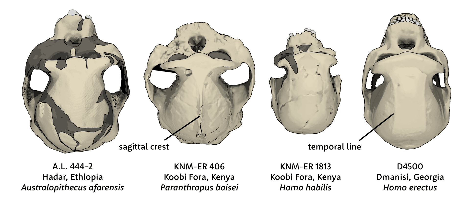 Four skulls from superior view, including AL 444-2 (Australopithecus afarensis, KNM-ER 406 (Paranthropus boisei), KNM-ER 1813 (Homo habilis) and D4500 (Homo erectus)