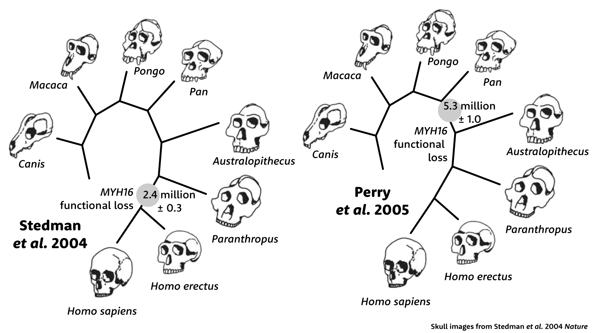 Tree of relationship of Canis, Macaca, Pongo, Pan, Australopithecus, Paranthropus, Homo erectus, and Homo sapiens under the two models of MYH16 evolution