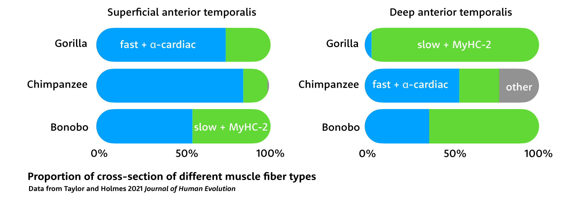 Stacked bar charts showing that gorilla, chimpanzee, and bonobo all have similar fast and alpha cardiac cross sectional area in superficial anterior temporalis, but gorilla has extremely high slow fiber cross section compared to chimpanzee and bonobo in deep anterior temporalis.