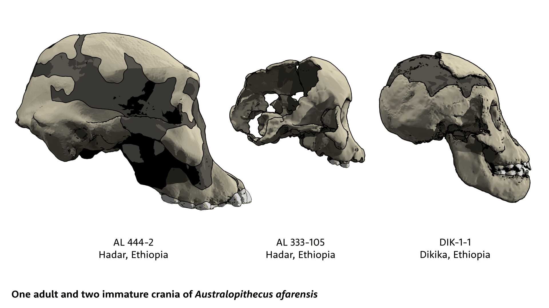 Large AL 444-2 skull on left, AL 333-105 in center and DIK-1-1 at right, all in right lateral view