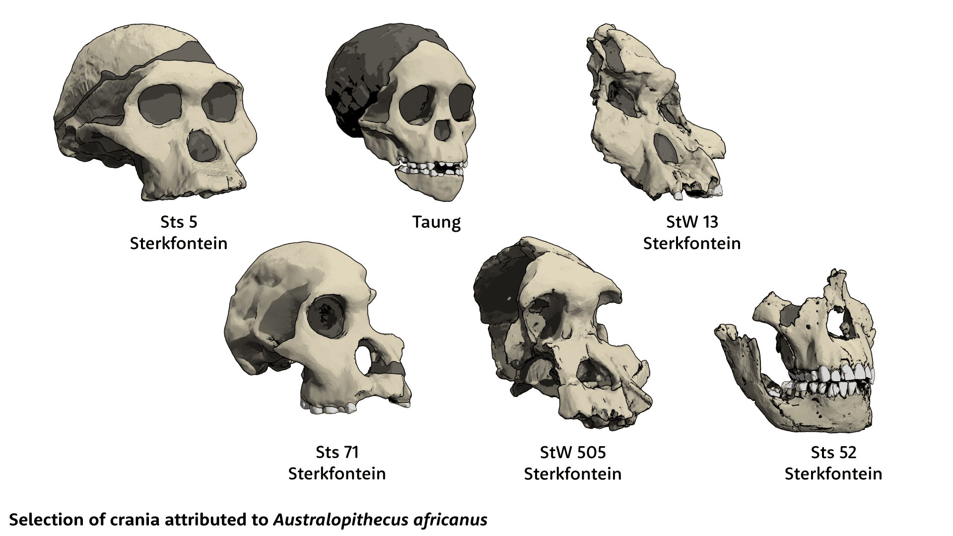 Six skulls attributed to Australopithecus africanus. From top left, Sts 5, Taung, StW 13, Sts 71, StW 505, and Sts 52