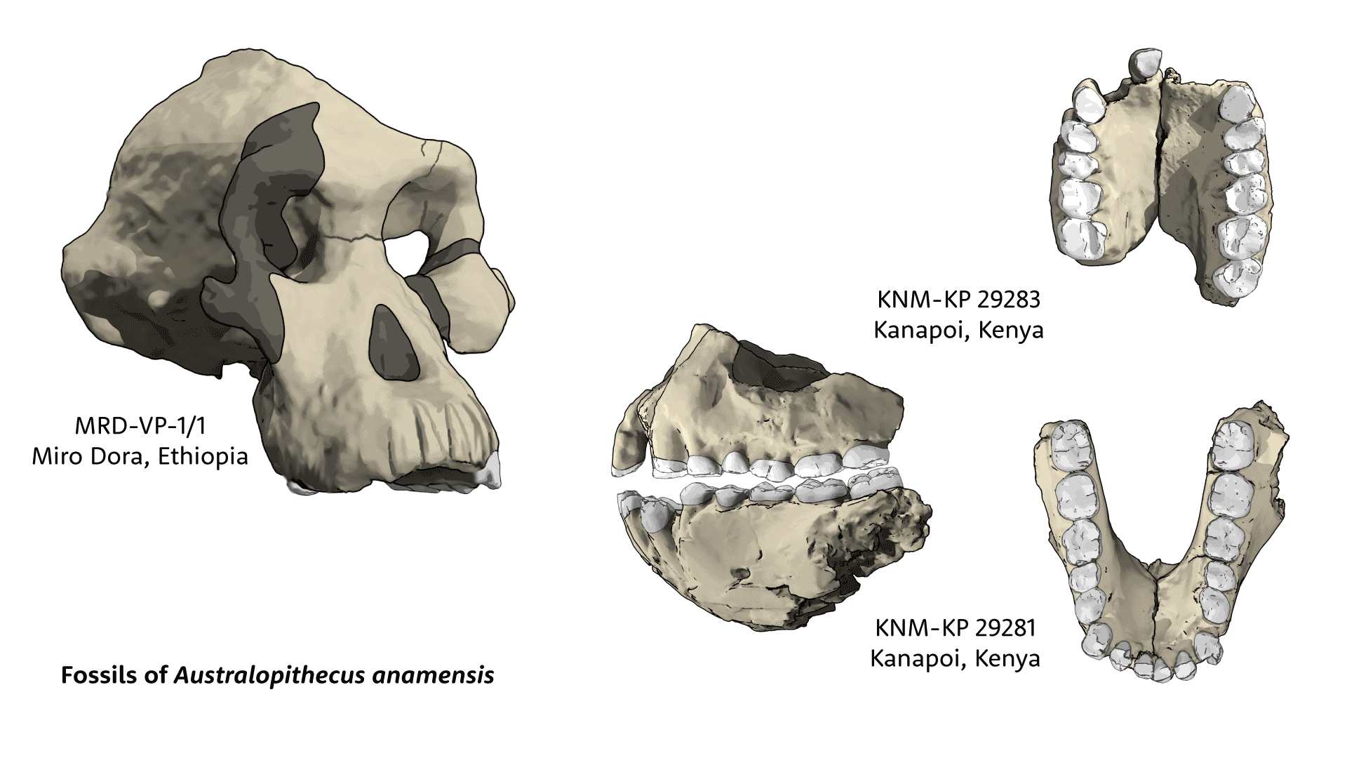Fossils of Australopithecus afarensis, with MRD-VP-1/1 skull at left, and KNM-KP 29283 and KNM-KP 29281 maxilla and mandible at right